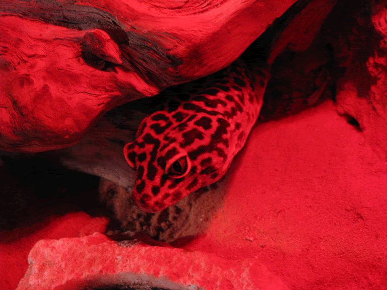 Red5.gif