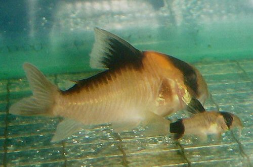 corydoras_sp_c121.jpg
