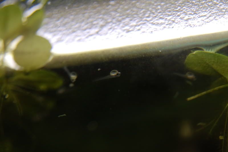 DSC_0264.jpg
