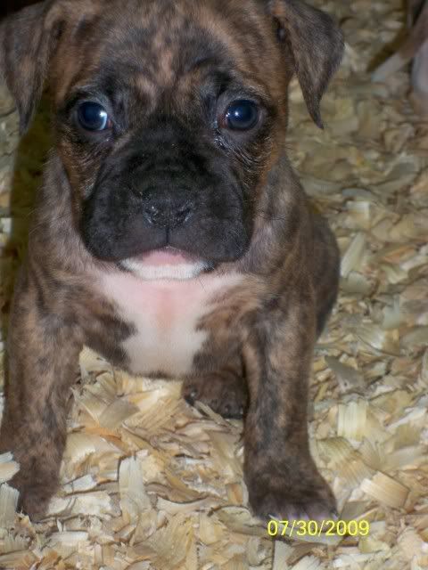 puppies060.jpg