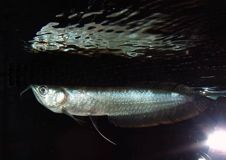 arowana22.jpg