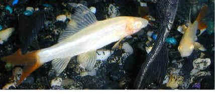 albino-sharkredtailed-b.jpg