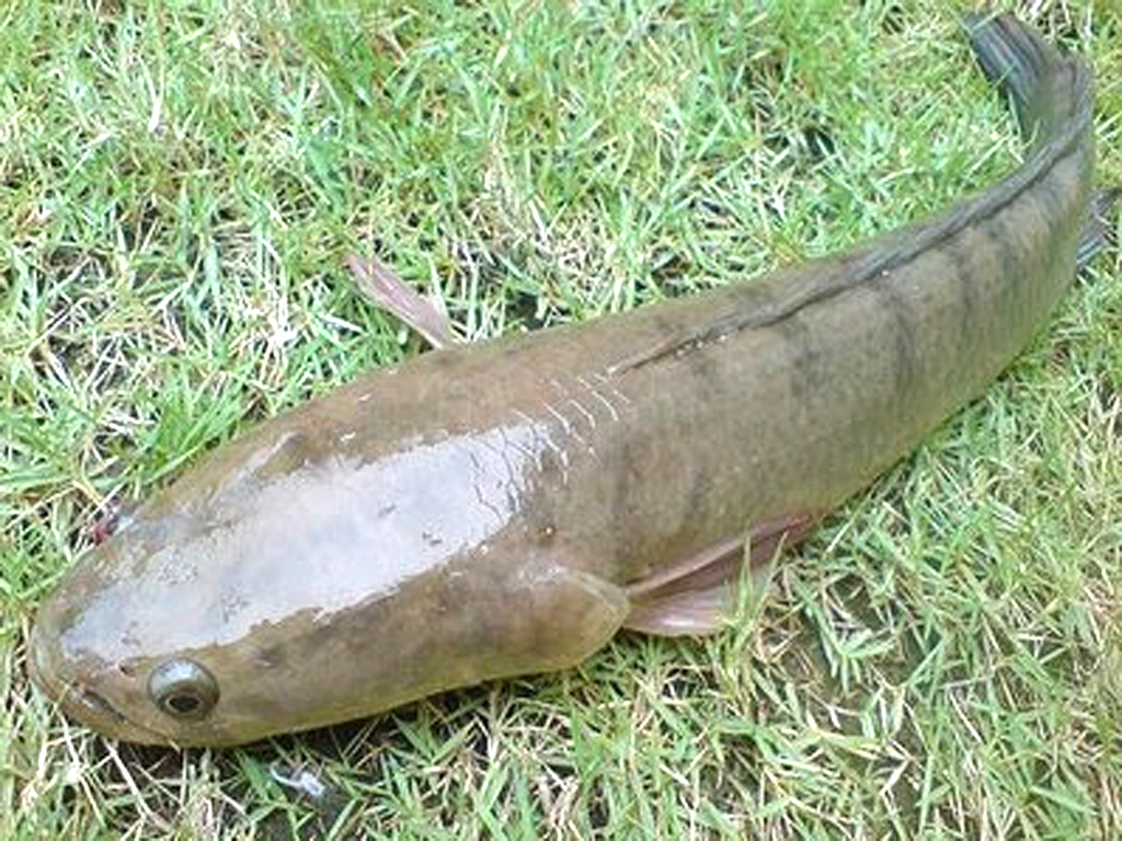 Shol+Fish.jpg