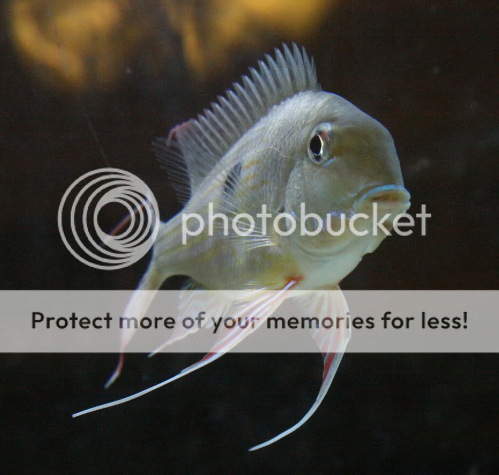 Geophagus_abalios_052109_01.jpg