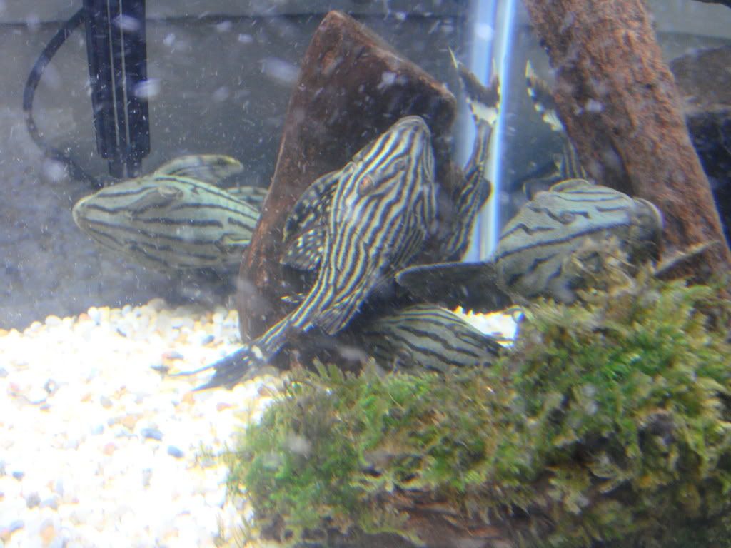 DSC01690.jpg