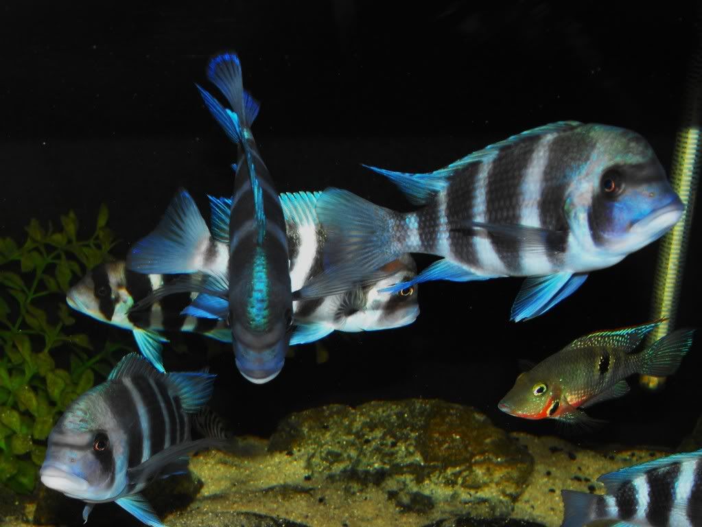 frontosaJune2009027.jpg