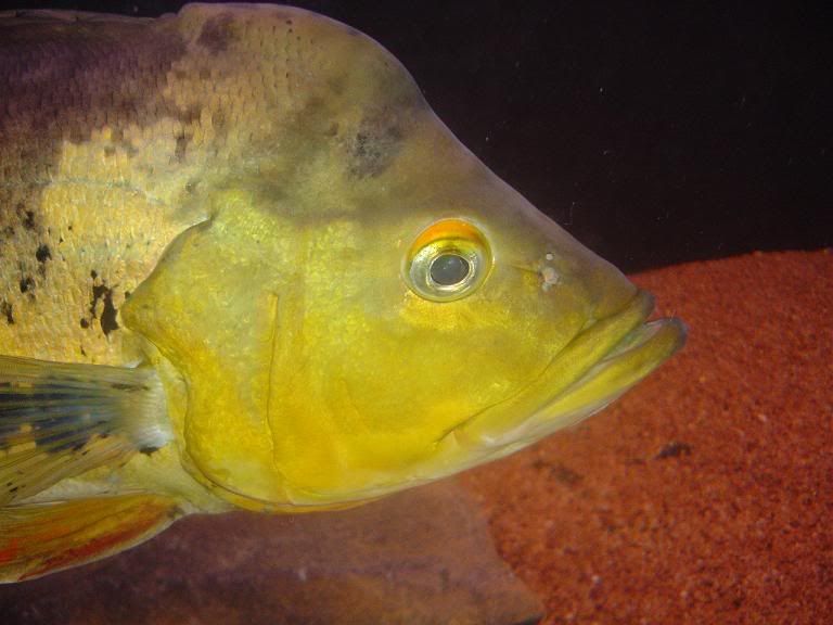 cichla3.jpg