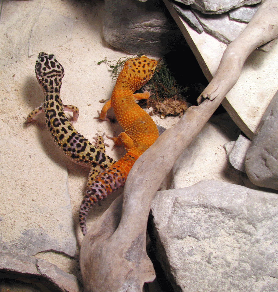 Geckos4.gif