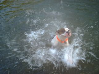 swimminbull005.jpg