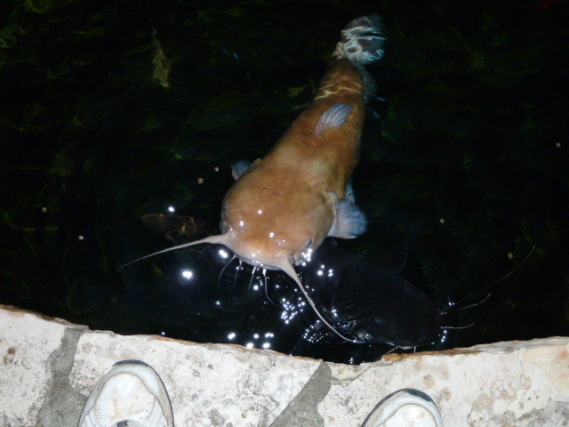 10528931964_7a9fbb9629_z.jpg