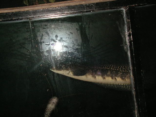 PICT0331.jpg