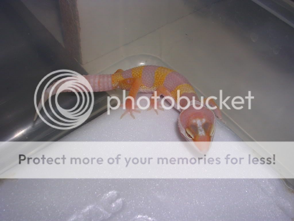 DSCN2727.jpg