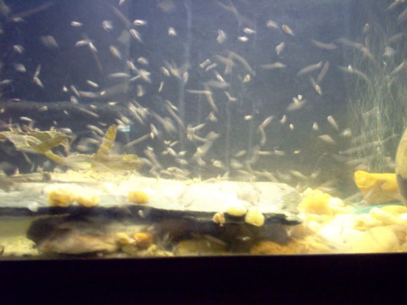 Fish004.jpg