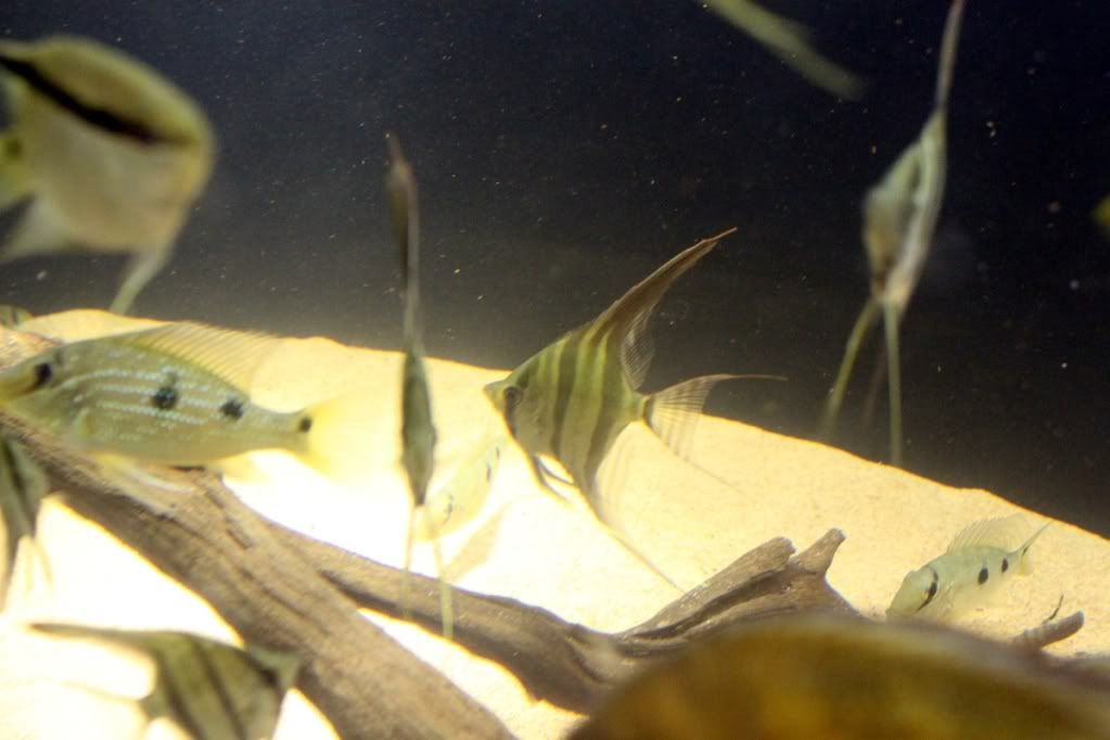 Pterophyllumaltum1.jpg