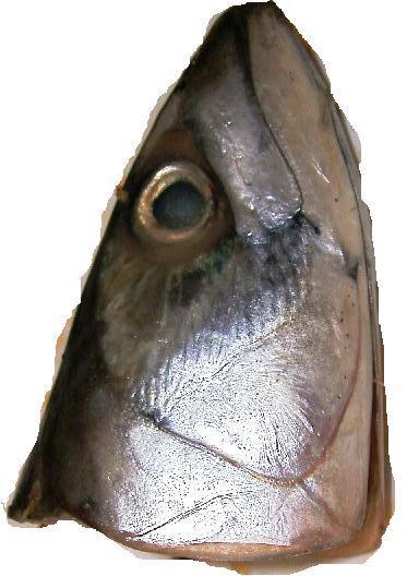 fish-head-2.JPG