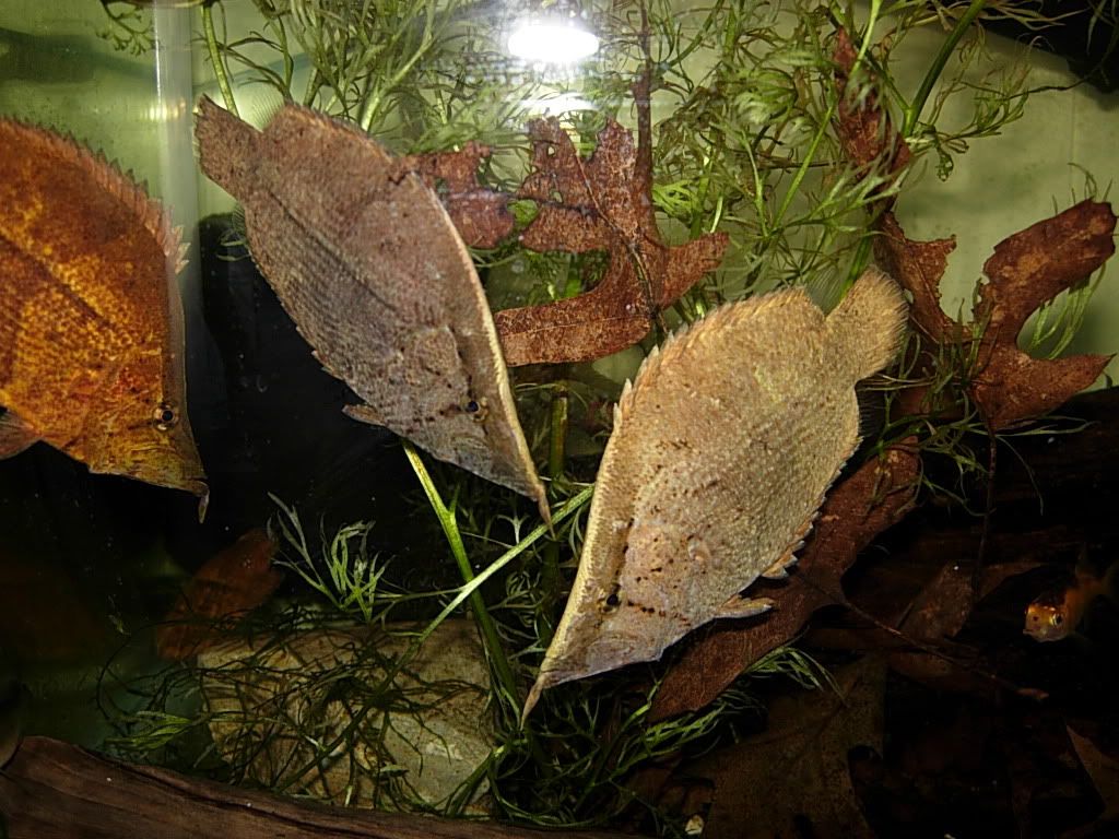 newleaffishsetup036.jpg