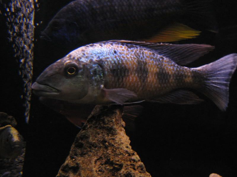 IMG_4653.jpg