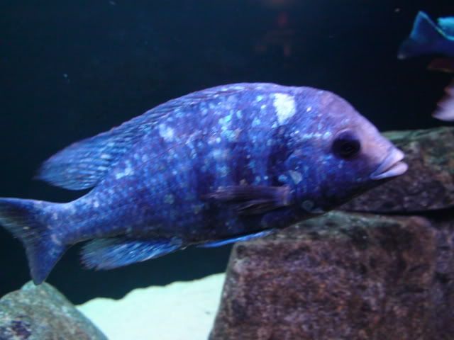 DSC01605.jpg