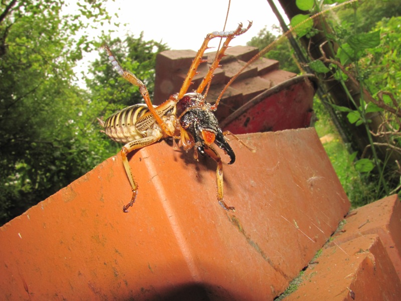 maleweta3.JPG