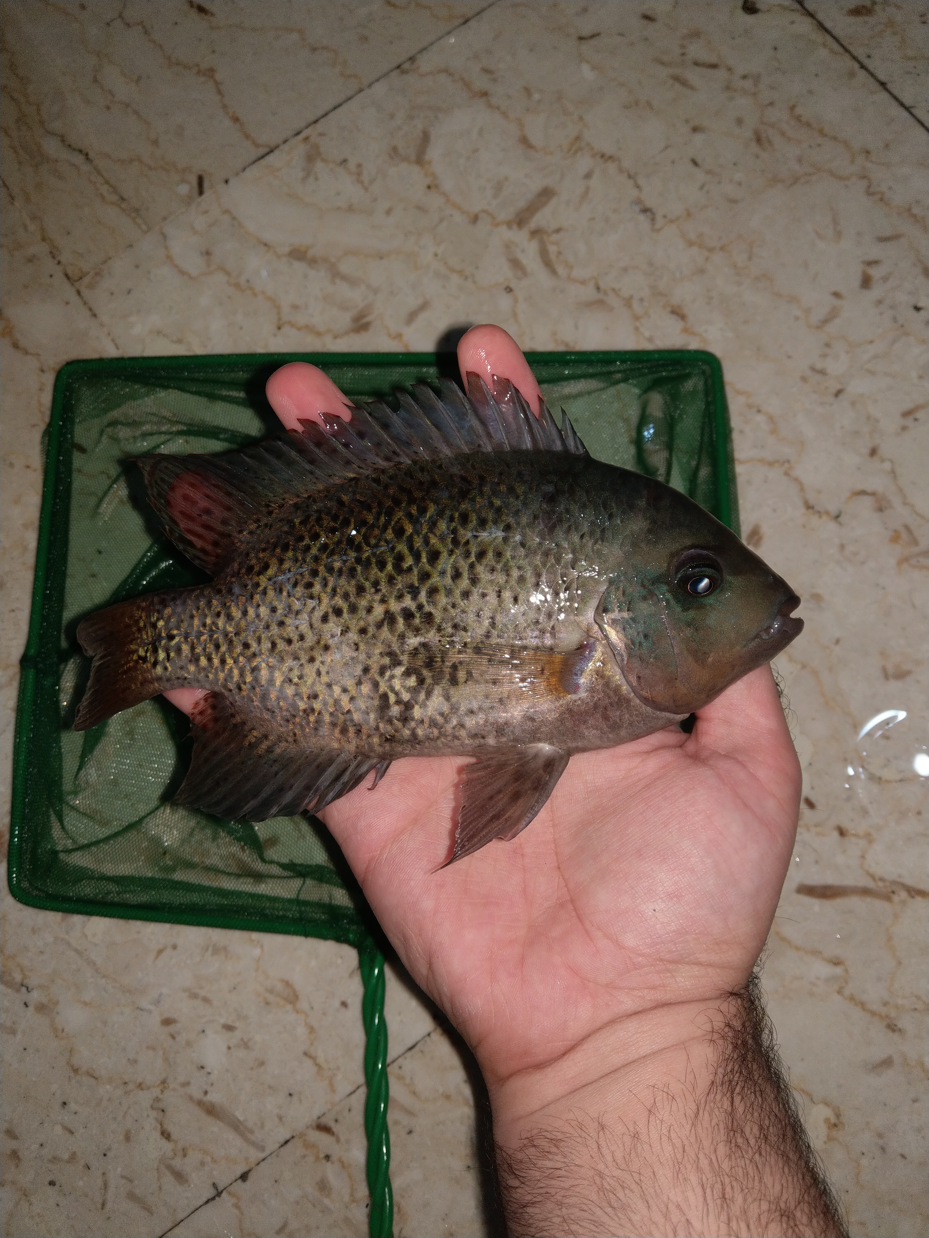 IMAG0530.jpg