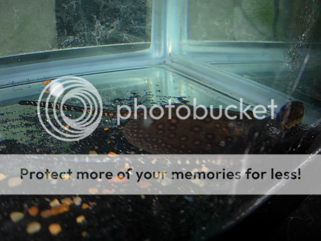 plants006.jpg