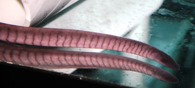 Tigeramphiuma2.jpg