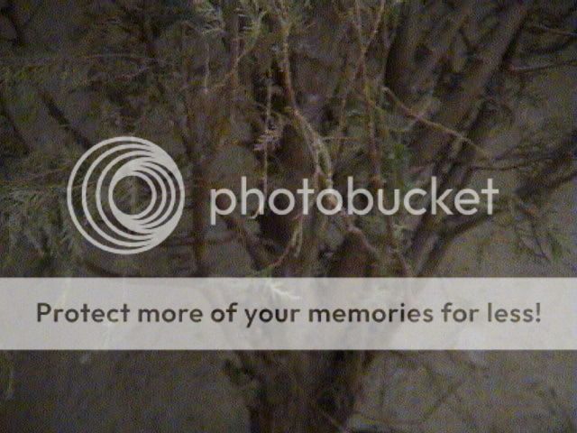 DSC00007.jpg