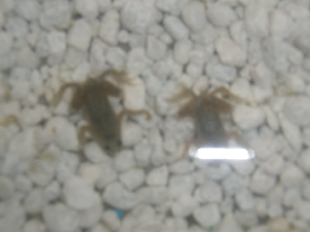 frogs004.jpg