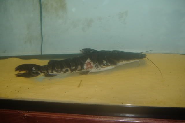 DSCF3345.jpg