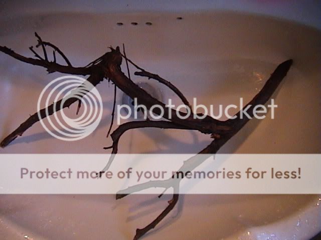 DSC00006-1.jpg