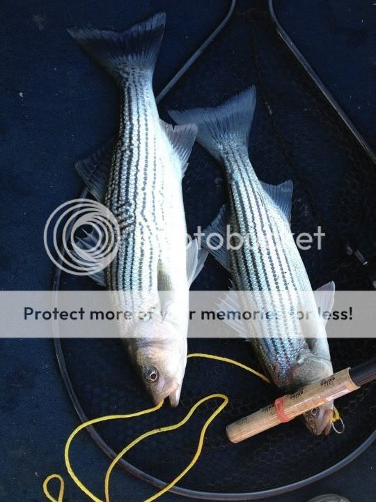 stripedbass111911.jpg