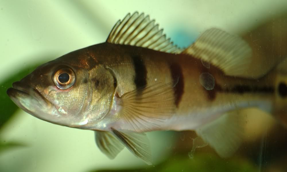 fish1.jpg