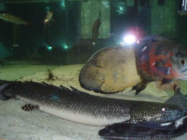 ORNATEBICHER1.jpg