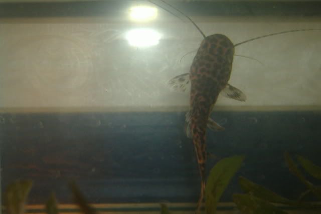 DSCF2063.jpg
