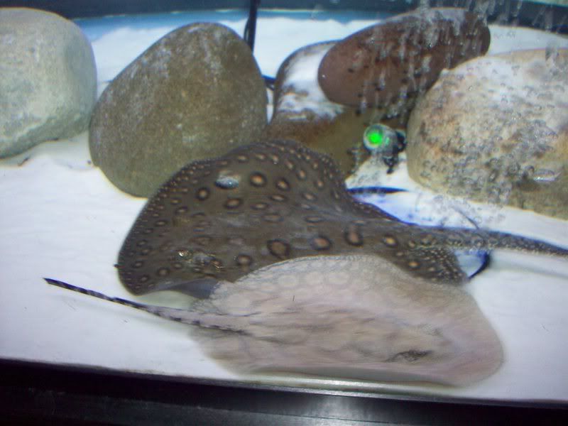 100_2531.jpg