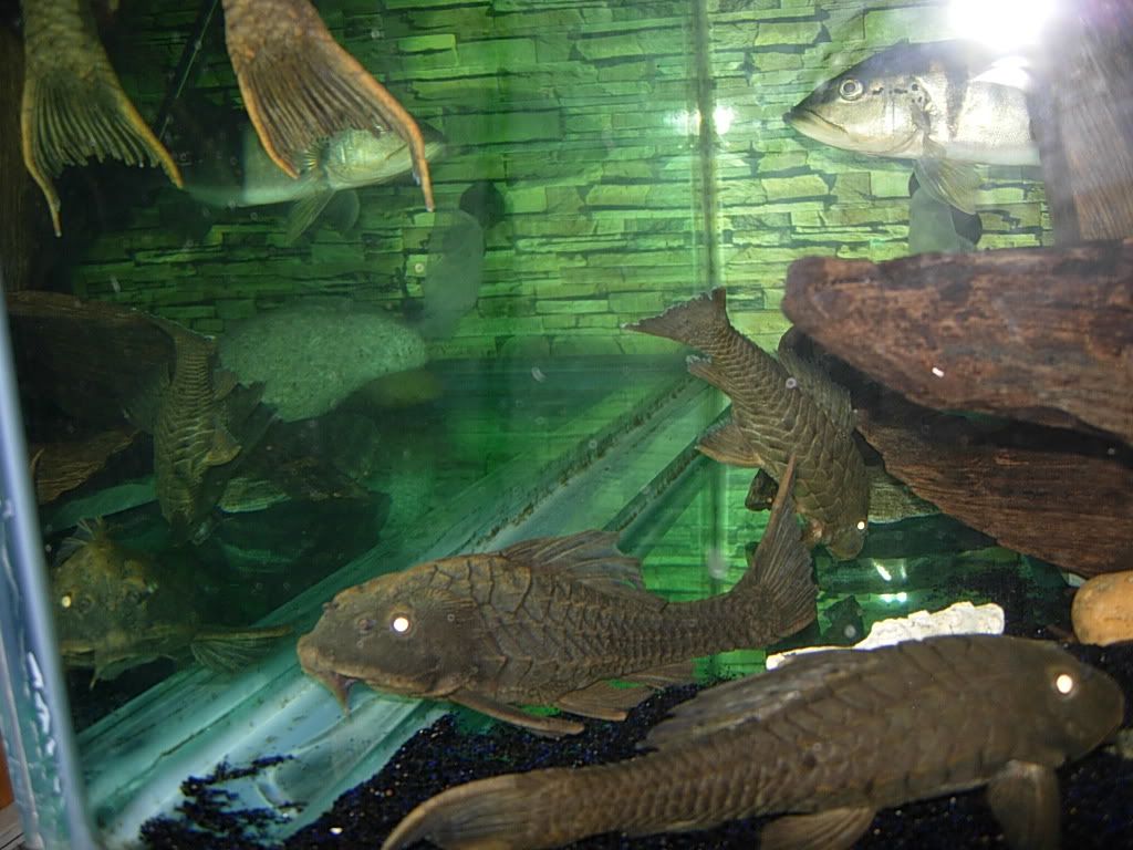 pineappleplecos019.jpg