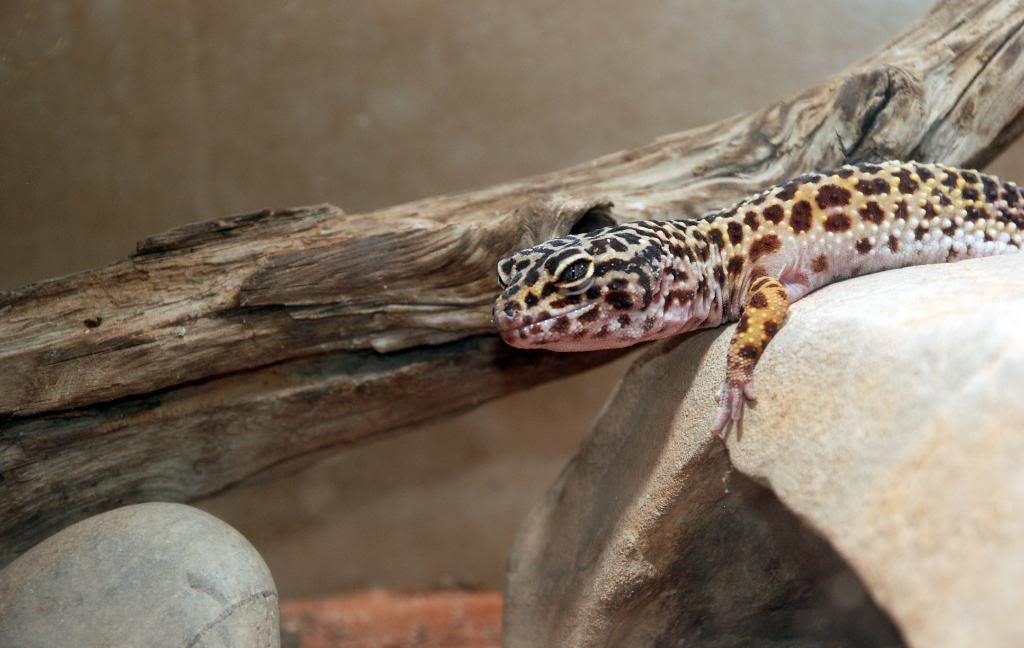 Leopard.jpg