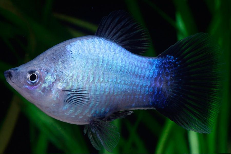 What different variatus platy color morphs are there