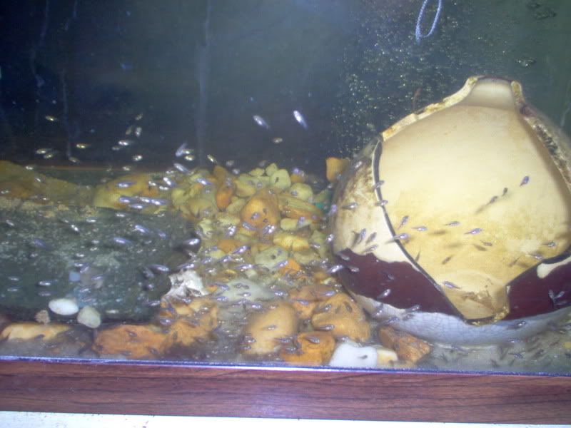 Fish002.jpg