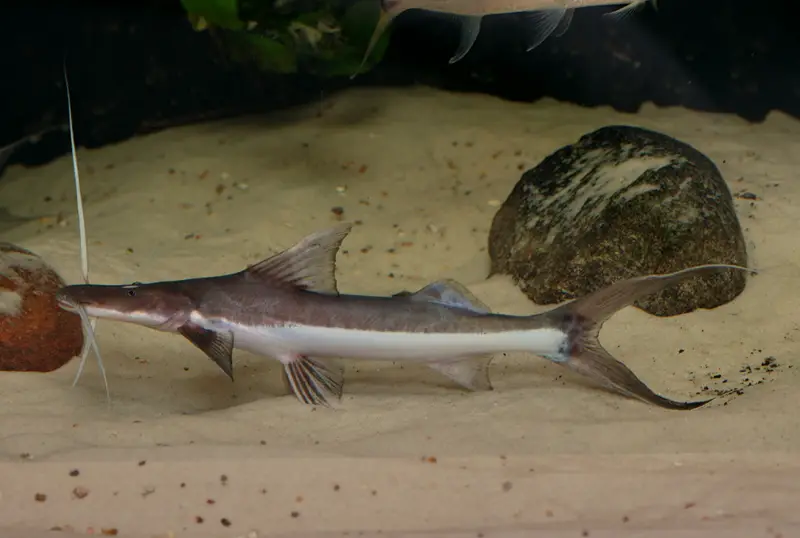 Brachyplatystoma-platynemum-4.jpg