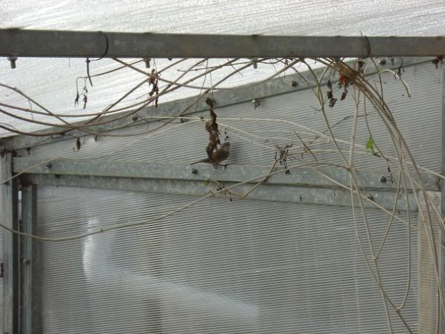 DSC09334.jpg