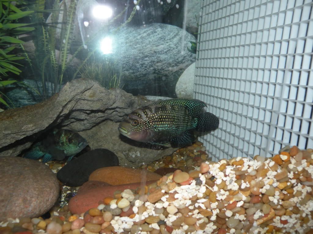 DSCN0818.jpg