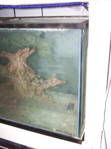 fishwall1002.jpg