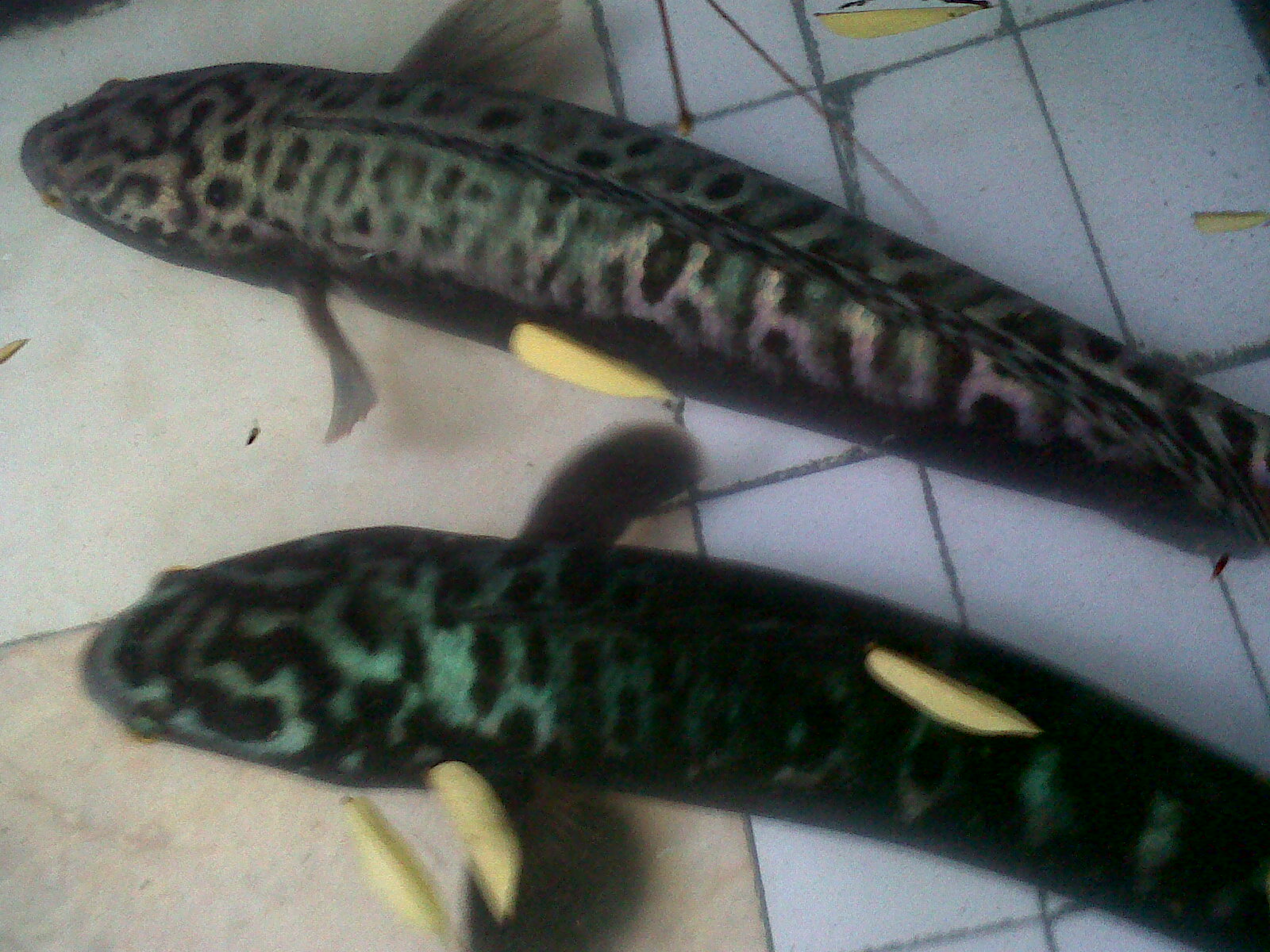 All About The Giant And India Giant Snakehead