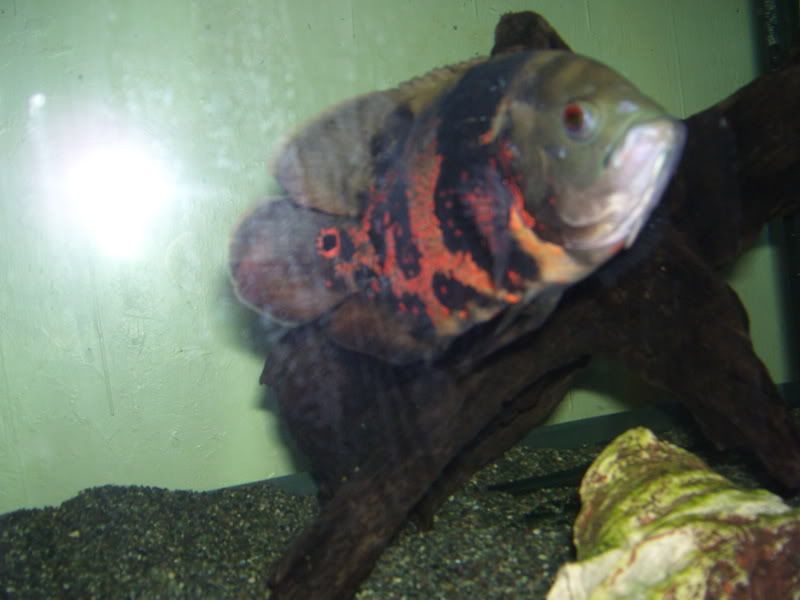 FISHES004-1.jpg
