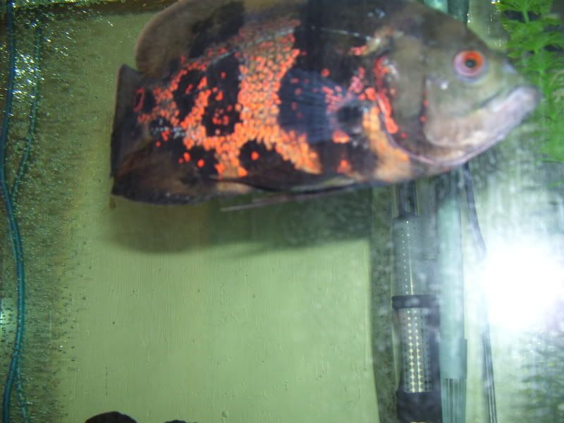 FISHES003.jpg
