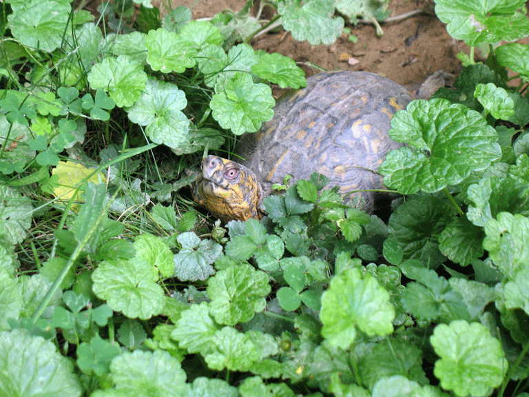 Male-Box-Turtle6.gif