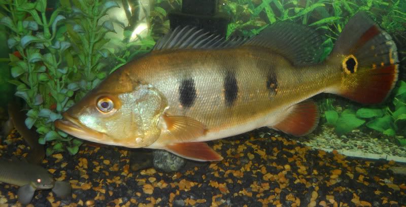 Argus09262011LoRes.jpg