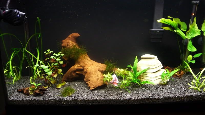 PlantedTank6_27_09.jpg