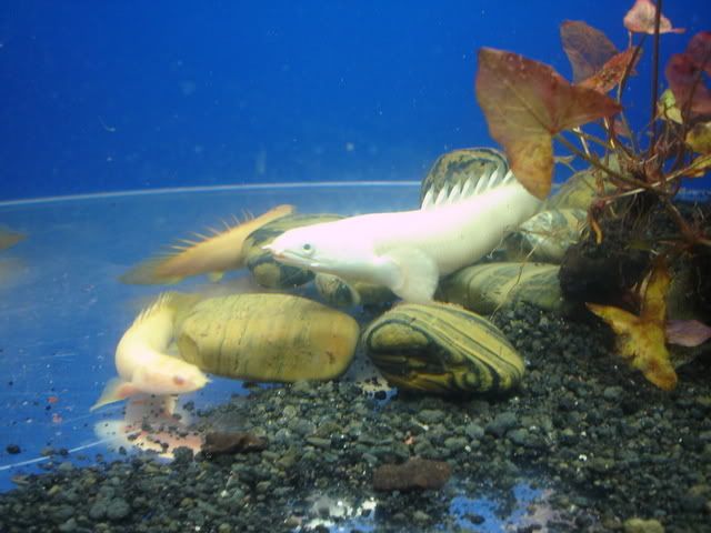 DSC08642.jpg